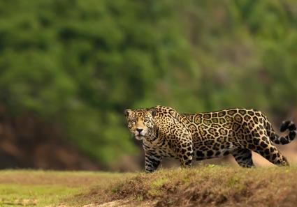 Jaguar im Pantanal_5_3.jpg